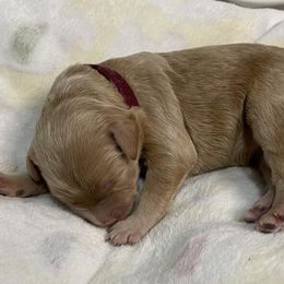 Goldendoodle Puppies from U Need A Doodle