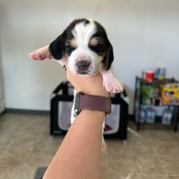 Girl 1 - Black and white female Basset Hound puppy in Las Animas, Colorado from J&D Dachsies