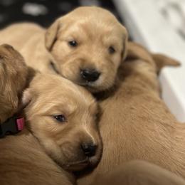 Golden Retriever puppies from Golden Retrievers of South Carolina