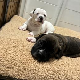 Red - White male Boxer puppy in Denver, Colorado from Yuni’s AKC Boxers