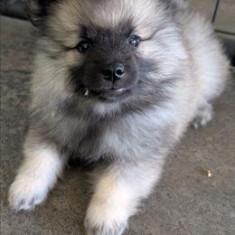 Dark Pink - Black and silver female Keeshond puppy in Fayetteville, Tennessee from Erbekees-Keeshonden