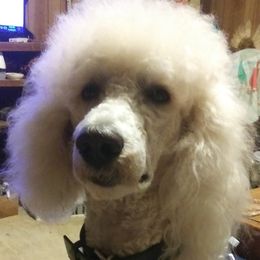 Samson - Poodle