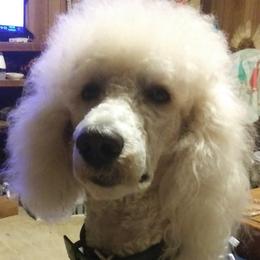 Samson - Poodle