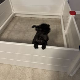 Poodle and West Highland White Terrier All Grown Up from JJs Puppies of the Carolinas