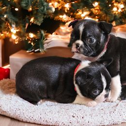 Boston Terriers from Chrysco Boston Terriers
