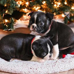 Boston Terriers from Chrysco Boston Terriers
