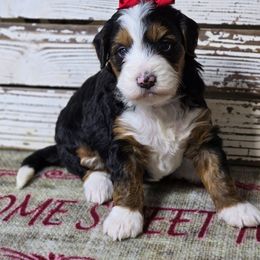 Sklyer - Tri-color female Bernedoodle puppy in Austin, Texas from Austin Doodles & Poodles