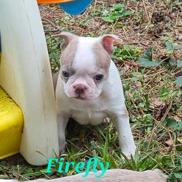 Firefly - Lilac female Boston Terrier puppy in Griffin, Georgia from Celtic Performance Bostons