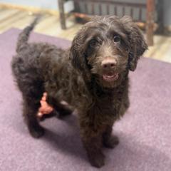 Sebastian - Liver and white male Springerdoodle puppy in Lisbon, Ohio from Willow Lane Doodles