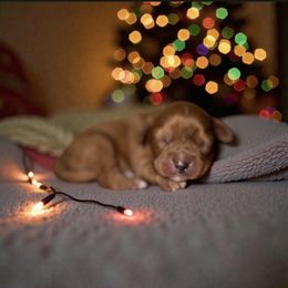 Cowboy - Ruby male Cavalier King Charles Spaniel puppy in Gonzales, Texas from Veach Cavaliers & Farm