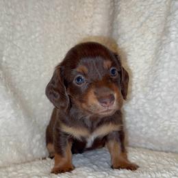 Lynn - Chocolate female Dachshund puppy in Trinity, Texas from Signature Sloan - Long Hair Dachshunds