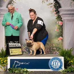 Mason - French Bulldog
