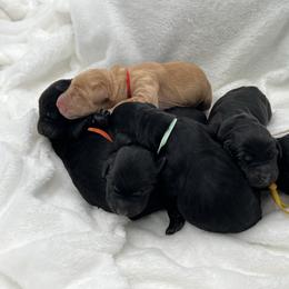 Blue - Black male Labrador Retriever puppy in Heath Springs, South Carolina from Rich Hill Retrievers