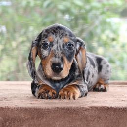 Jelly Bean Purebred DNA Tested - Dapple female Dachshund puppy in Haines City, Florida from Divine Poodle Paradise Standard Poodles & Divine Dachshunds