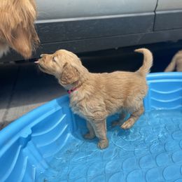 Dachshund and Golden Retriever Puppies from Wyo Dachshunds & Goldens