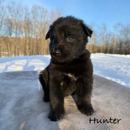 Hunter DL - Black male German Shepherd puppy in Terra Alta, West Virginia from Shepherd Country Farm and Kennels