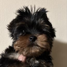 Boy 1 - Black and tan male Yorkshire Terrier puppy in Lafayette, Georgia from Berggipfel Yorkies