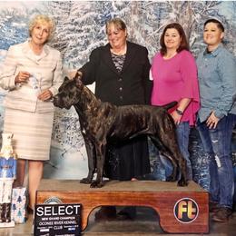 Cane Corso All Grown Up from Prideland Cane Corso