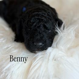 Benny - Black male Poodle puppy in Waco, Texas from Poodle Paradise