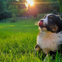 Australian Shepherds from Groveland's Haus of Aus