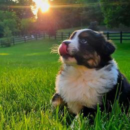 Australian Shepherds from Groveland's Haus of Aus