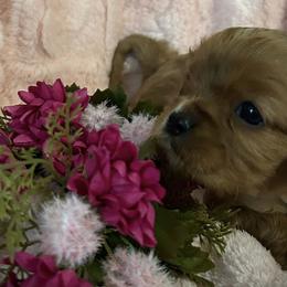 Cavalier King Charles Spaniels from My Little Pups