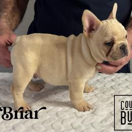 Briar(2500 AKC limited pet) - Cream male French Bulldog puppy in Pleasant Hope, Missouri from Ooh La La Doxies