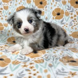 Miniature Australian Shepherd and Toy Australian Shepherd Puppies from Pistol Paws Aussies