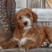 Banner-Blue Collar - Red male Irish Doodle puppy in Macedon, New York from Toodles Goldendoodles