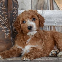 Banner-Blue Collar - Red male Irish Doodle puppy in Macedon, New York from Toodles Goldendoodles
