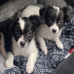 Chihuahuas from Paschal Perfect Pups