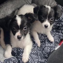 Chihuahuas from Paschal Perfect Pups