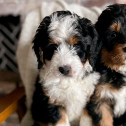Bernedoodles, Goldendoodles, and Poodles from Daisy Mountain Doodles