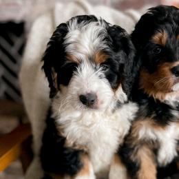 Bernedoodles, Goldendoodles, and Poodles from Daisy Mountain Doodles