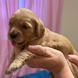 Pink collar - Apricot female Goldendoodle puppy in Indianapolis, Indiana from ZuGolden Retrievers & Doodles