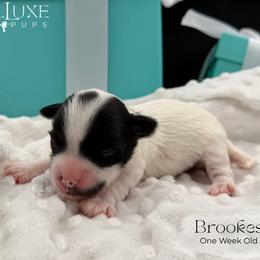 Brookes - Black and white male Companion Cross puppy in Scottsdale, Arizona from Lil Luxe Pups