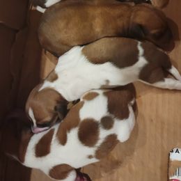 Dachshund Puppies from Christi Critters