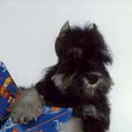 Miniature Schnauzers from Wards Creek Miniature Schnauzers