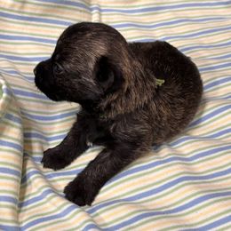 Green collar boy - Black brindle male Cairn Terrier puppy in Hastings, Nebraska from D & J SCOTTIES AND CAIRNS & Miniature Long haired Dachshunds