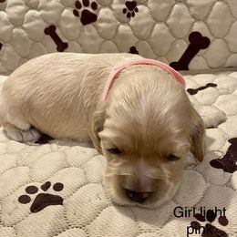 Cocker Spaniel Puppies from Cocker Eclipse In Home Kennel