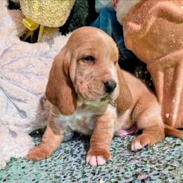 Elijah - Mahogany and white male Basset Hound puppy in Big Rapids, Michigan from Basket Hound Bassets