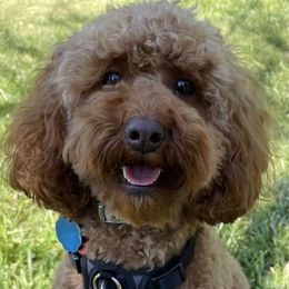 Bella - Goldendoodle