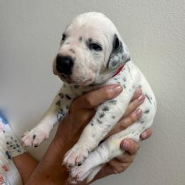 Boy 1 - male Dalmatian puppy in Tulsa, Oklahoma from White House Dals