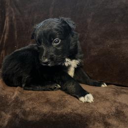 Boy 2 - Black & white male Australian Shepherd puppy in Rose Hill, North Carolina from Motega Australian Shepherds