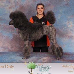 Kitty - Poodle