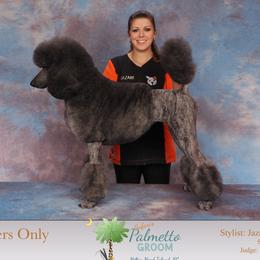 Kitty - Poodle