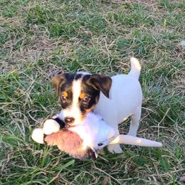 Companion Cross, Russell Terrier, and Yorkshire Terrier Puppies from Working W Kennels