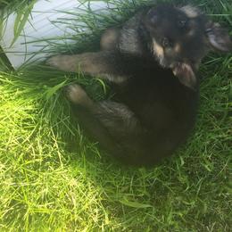 German Shepherd Puppies from Journey's German Shepherds (Kennel Vom Himmel)