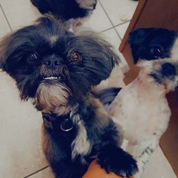 Beara - Shih Tzu