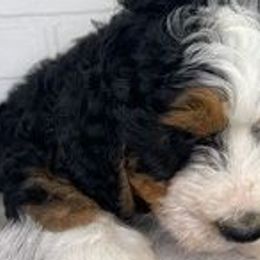 Goldendoodles and Poodles from Houston Texas Doodles